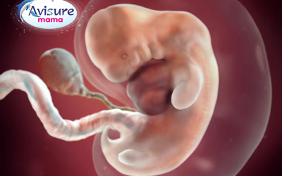 Thai nhi 7 tuần như thế nào? Sự phát triển của thai nhi trong bụng mẹ